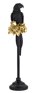 PAPPAGALLO NERO